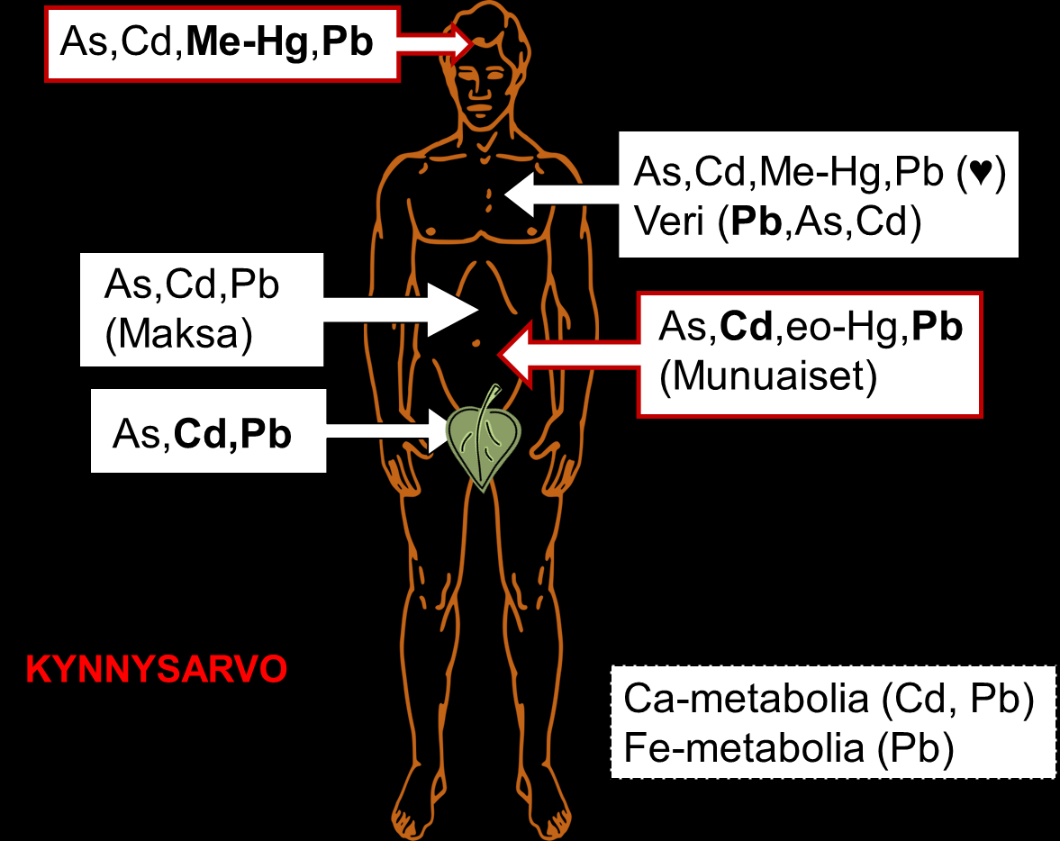 Mitä raskasmetallit tekevät ihmiselle?