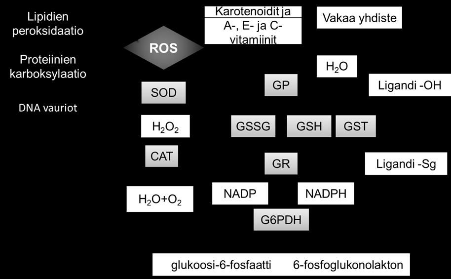 12 Kuva 1. Reaktiivisten happiradikaalien muodostuminen (Bayir, 2005, muokattu kuva) Kuvassa 2 on kuvattu oksidatiivisen stressin metaboliaan vaikuttavia tekijöitä.