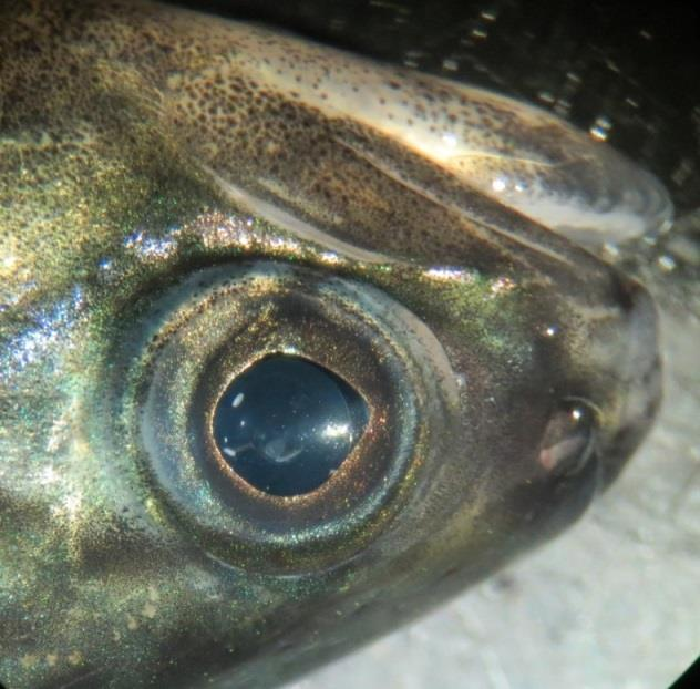 Kuvassa 10 on oikealla puolella preparoitu kalansilmä ja vasemmalla puolella on kalan silmän linssiosa.