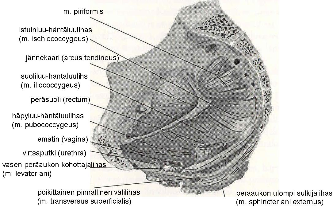 10 KUVIO 3. Lantion välipohja kuvattuna vasemmalta sivulta. Kuva mukailtu Heittolan (1996, 16) mukaan. 2.2 Lantion alapohja Lantion alapohja (ks.