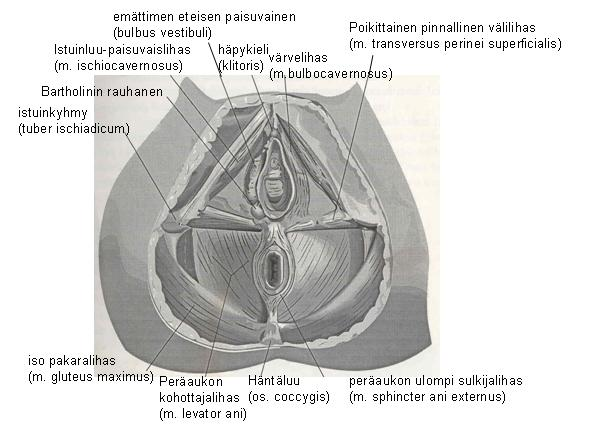 11 Lantion alapohjassa olevasta sidekudoskalvosta, joka ympäröi lantion elimiä, lähtevät pubouretraaliset ligamentit, jotka kiinnittyvät molemmin puolin emättimen seinämän sidekudokseen, virtsaputken