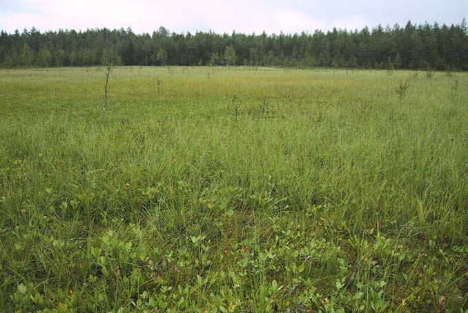 Kuva 10. Mertalampi kasvaa hiljalleen umpeen.