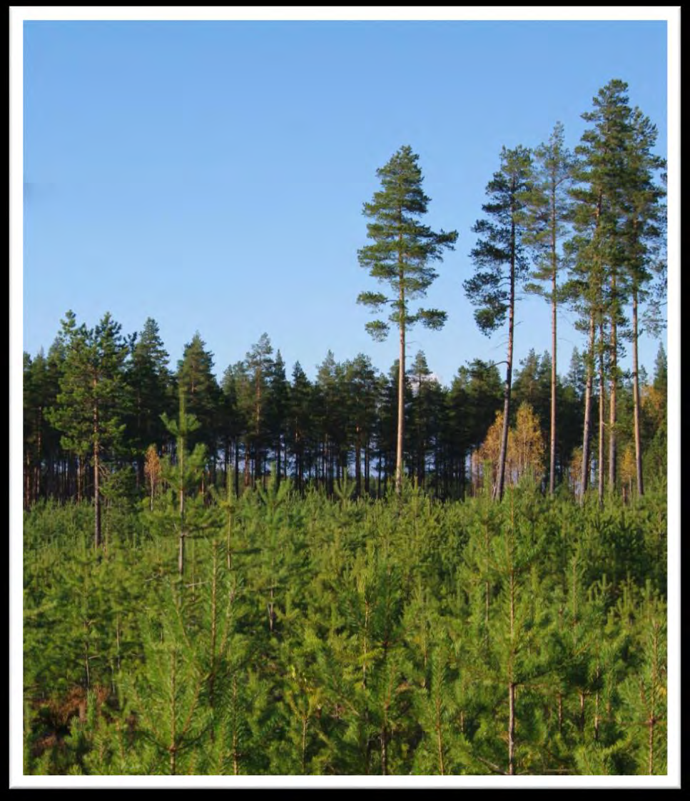 Taimikon tiheys Taimikonhoidossa jää: Kuusikko: 1600-1800 kpl/ha Männikko: 1800-2500 kpl/ha (hirvialueelle enemmän)