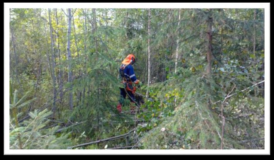 Nuoren metsän kunnostuskohteella poistumaa on tyypillisesti 10 000 15 000, mutta