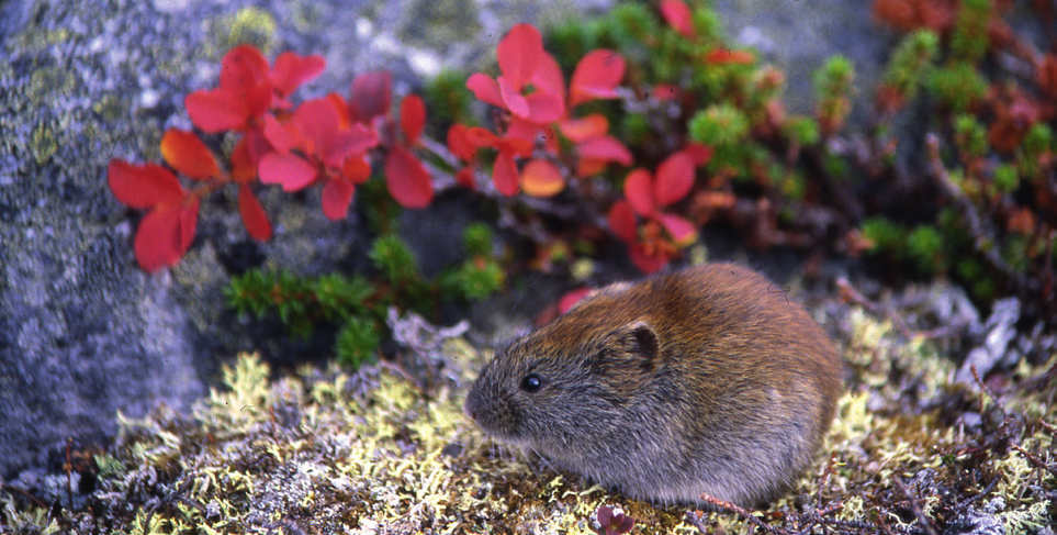 MYYRÄTUTKIMUKSET KILPISJÄRVELLÄ n Myyrien kannanvaihteluiden tutkiminen oli keskeinen kimmoke aloittaa myyrätutkimukset juuri Kilpisjärvellä.