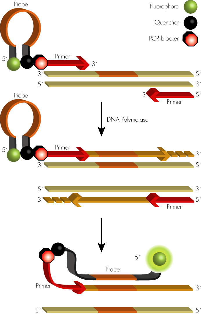 6 Kuva 4 Scorpion-alukkeiden toimintaperiaate [8, s. 3] Scorpion-alukkeet ovat yksijuosteista DNA:ta, johon on kiinnitetty kovalenttisin sidoksin leima ja hiljennin.