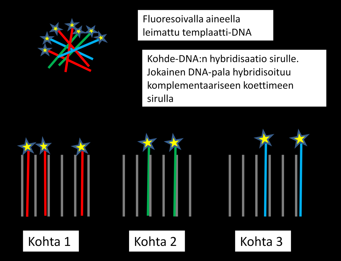 3 2 DNA-SIRUANALYTIIKKA YMPÄRISTÖN MIKROBIEN ANALYSOINNISSA DNA-sirujen toiminta perustuu kahden yksijuosteisen ja sekvensseiltään komplementaaristen eli keskenään vastaavien DNA-jaksojen