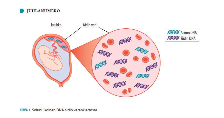 NIPT basic facts cell-free fetal DNA detectable in maternal plasma from 5th gestational week half-time few hours to obtain interpretable result, at least 4% of fetal