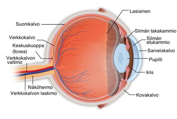 9 Kuva 1. Silmän rakenne (mukaillen Retina Associates 2014) Verkkokalvo on silmän seinämän sisin kerros. Kuvasta 1 nähdään silmän rakenne ja eri osien sijoittuminen.