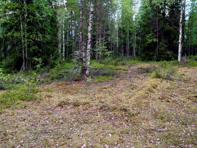 315 Tulkinta Savottakämppä, rakennus 1 on joko nuoremman kämpän jäännös, jossa on ollut peltiuuni (ei kiviuunin jäänteitä), tai kämppään 3 kuulunut hevostalli (koko vaikuttaa kuitenkin liian