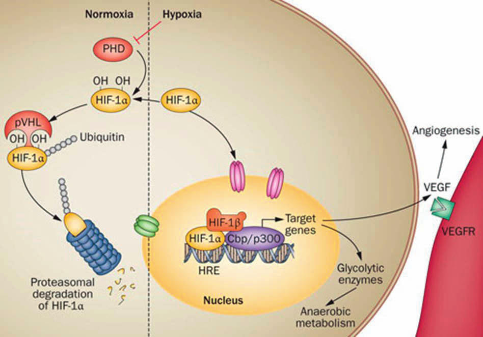 ensimmäisenä (Wang et al. 1995). HIF:t voivat indusoida angiogeneesin kannalta tärkeiden prekursorien kuten EPO-hormonin ja VEGF-hormonin ekspression käynnistymisen (Kuva.2).