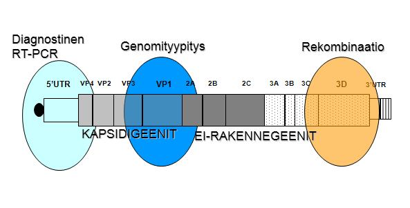 11 Kuva 3 Pikornavirusgenomin rakenne (Ylä-Pelto & Susi, 2010) Viruksen rakennegeenit (VP 1-4) ovat genomin 5 -päässä ja ei-rakenteellisia proteiineja koodaavat geenit on genomin 3 -päässä.