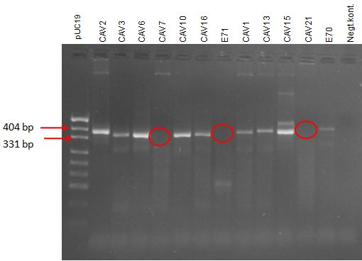 40 PCR-tuotteiden laatu tarkistettiin vielä agaroosigeelielektroforeesilla. Kuvassa 14 on esitetty A-, C- ja D-lajin PCR-tuotteista tehty geeliajo.