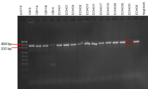 41 Kuva 15 Agaroosigeelielektroforeesi B-lajin PCR-tuoteista (AN89f-88r) Kuvissa 16 ja 17 on esitetty B-lajin PCR-tuotteiden agaroosigeelielektroforeesiajot, kun PCR1-ajossa on käytetty EvB:n OS+OAS