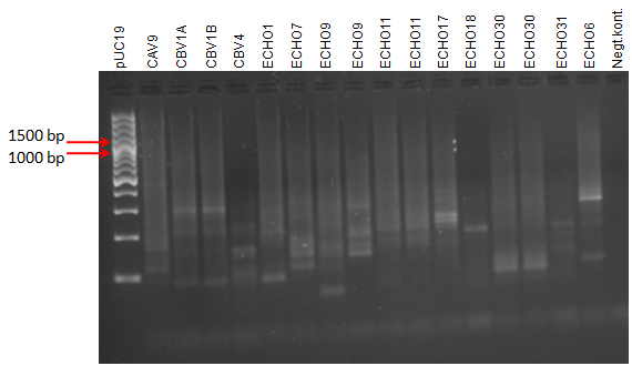 PCR1-tuoteista (EvB OS+OAS) Kuva 17 