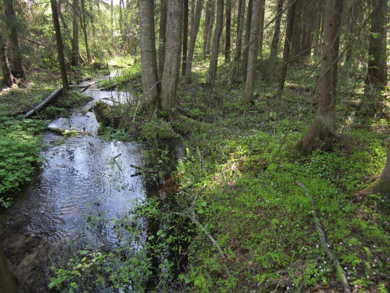 Pinsiönharjusta alkunsa