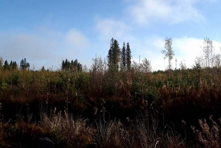 Suoalueen itäosa sijaitsee suunnitteilla olevalla