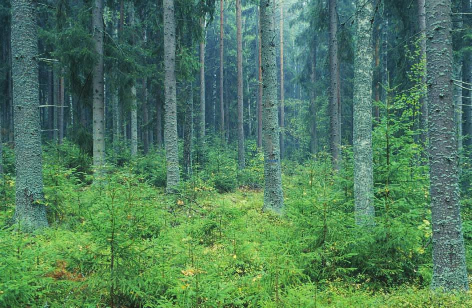 Metsätieteen aikakauskirja 1/2002 Kuva 3. Juurikäävän lahottaman ylispuuston alle syntynyttä taimiainesta ei ole järkevää hyödyntää kuusikkoa uudistettaessa. Kuva Metla/Erkki Oksanen.