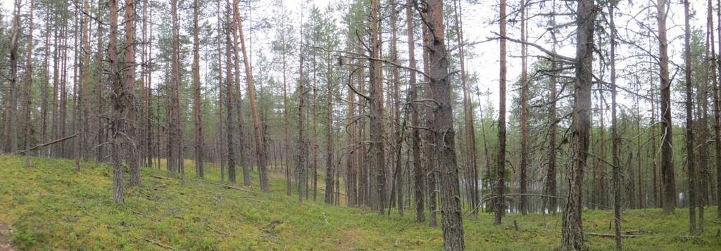 5 KASVILLISUUDEN YLEISKUVAUS Kuusamo kuuluu Peräpohjolan metsäkasvillisuusvyöhykkeeseen. Kaava-alue on mäntypuustoista lähes kokonaisuudessaan kuivahkoa ja kuivaa kangasta.