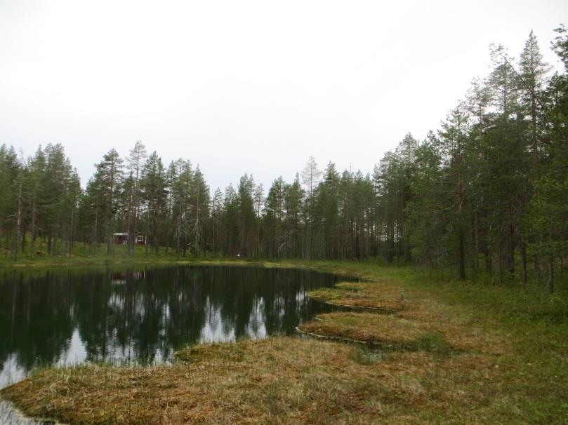 Lampien rannat ovat mäntykangasta. Tatangin ja Petäjälammen rannoilla on paikoin myös lehtipuustoa; leppää, koivua, pihlajaa, haapaa ja pensaskerroksessa katajaa, kiiltoja pohjanpajua.