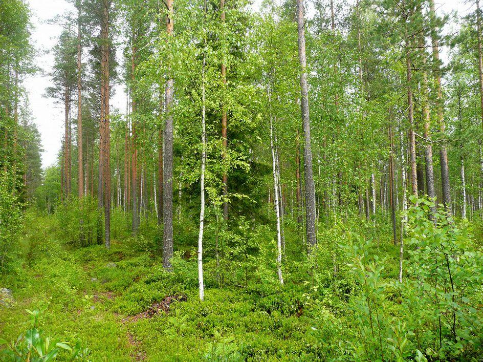 Kuva 2, voimalapaikka kuvattu itään, tasainen kuivahko kangas, maaperä hiekkaa/soraa;