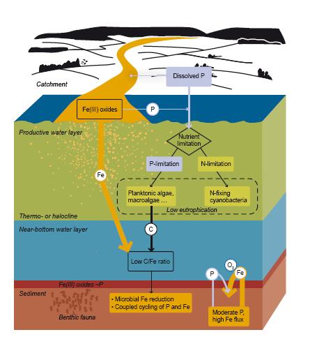 inhibit aquatic eutrophication?