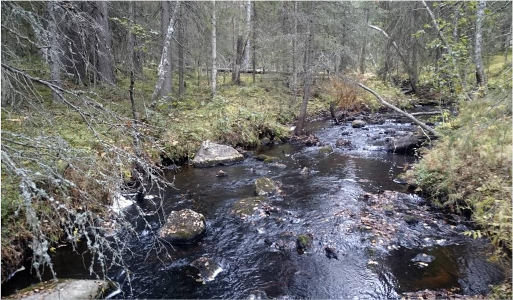 Keskeiset haasteet Lisääntymisalueita on jäljellä lähinnä patojen yläpuolilla ja pienissä puro- ja jokivesissä