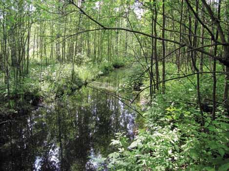 Kuva 3. Ennen rakentamista kosteikkoalue oli vaikeakulkuista ja tiheän kasvillisuuden peittämää. Alueella oli myös entisiä murahautoja, joista on otettu ravinteikasta maata pelloille levitettäväksi.