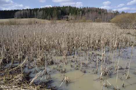 Mallikosteikon kasvillisuutta tullaan vähentämään tulevina vuosina, jos avovesialueet uhkaavat kasvaa umpeen. Näin saadaan parannettua kosteikon maisemallista arvoa ja lajikirjon monimuotoisuutta.