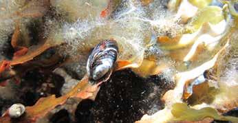 FINMARINETin tulosten mukaan riutat ylläpitävät runsasta pohjaeliöiden ekosysteemiä. Ne tarjoavat myös hylkeille ja merilinnuille oivallisen ruokailu- ja levähdysalueen.