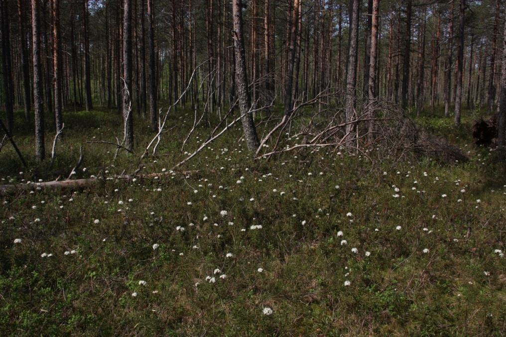 Keidassuot Suoyhdistymätyyppi Havaintoja kohteilla, kpl Laakiokeitaat (NT/-) 1 Kilpikeitaat (NT/-)