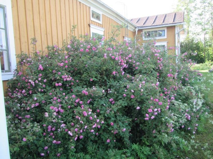 Seinien vierustalle jäävät rännivedet lisäävät seinän alaosan- sokkelin ja alapohjanrakenteiden kosteusrasitusta.