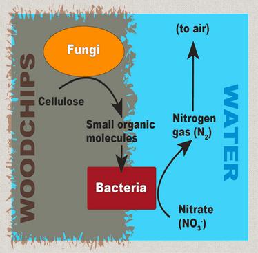 Menetelmän perusteet Prosessi perustuu bakteereihin, joita on kaikkialla maaperässä Bakteerit muuntavat ammoniumin (NH 4 +) nitriitiksi (NO 2- ) ja nitraatin (NO 3- ), aerobiset olosuhteet -