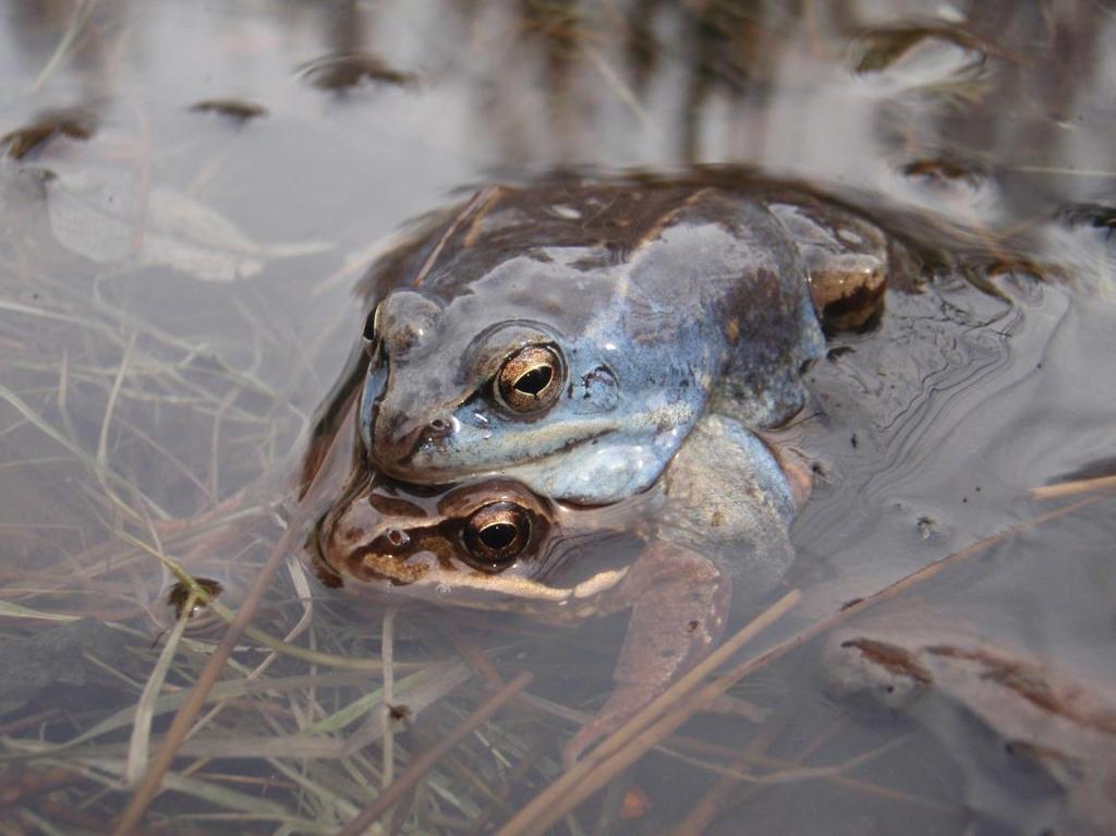 Kuva 4. Kutupari viitasammakoita.