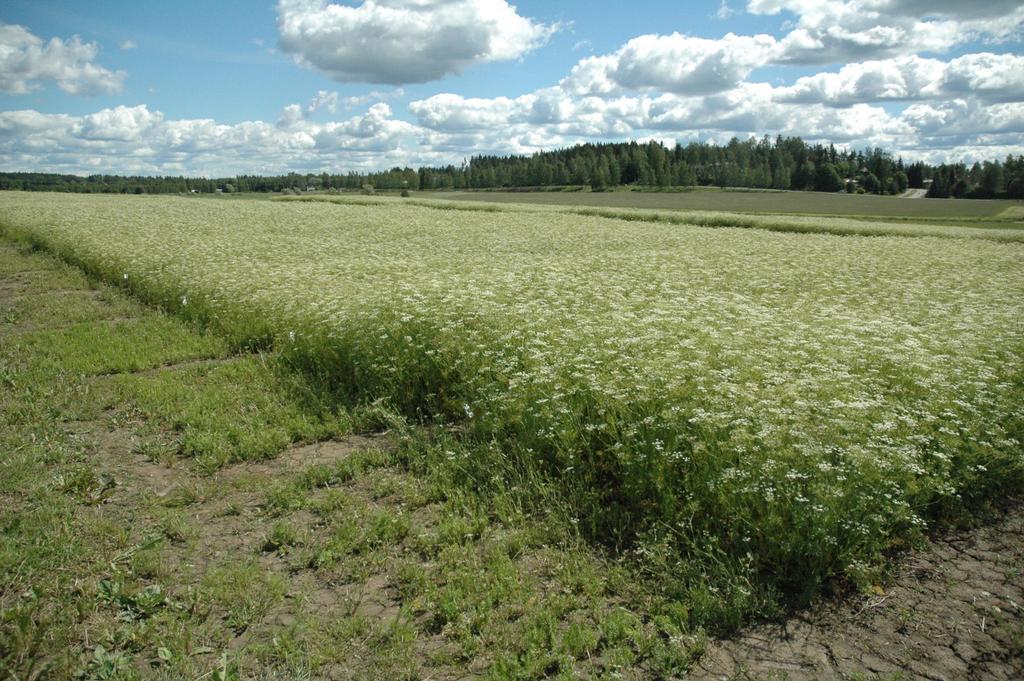 Koekenttä kesällä