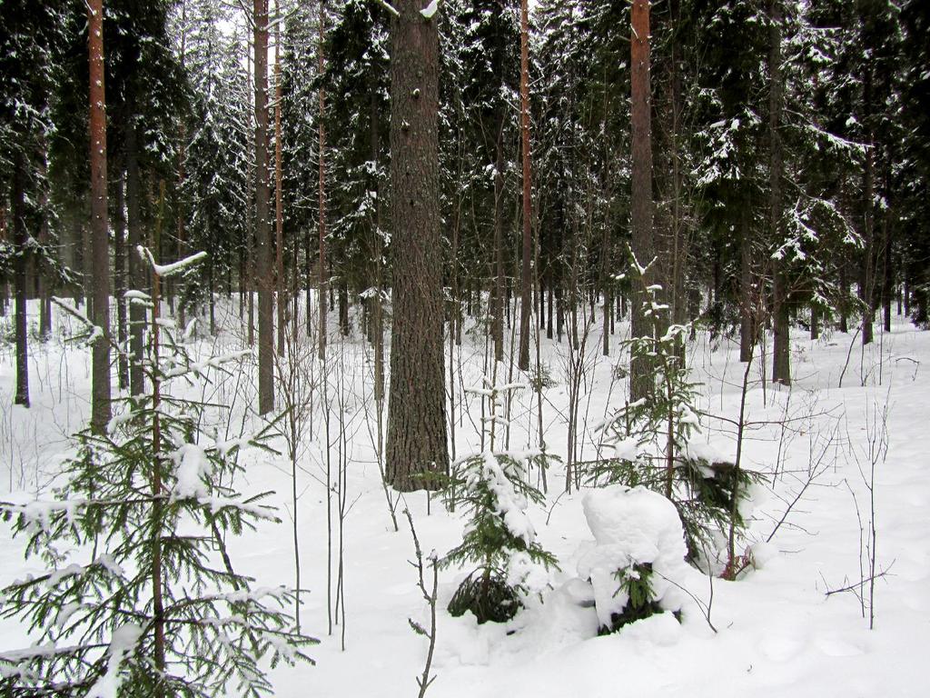 n suunnittelualue on nykyisin havumetsää. 1.