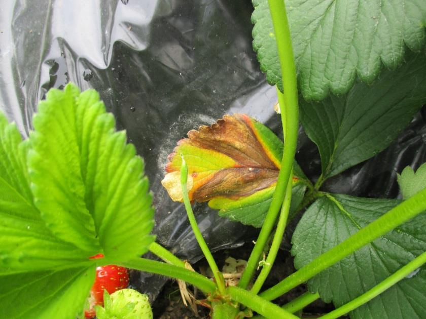 muistuttavat tyvimätää: ei ruskeaa juurakossa Myös Pestalotiopsis sieni löytynyt-