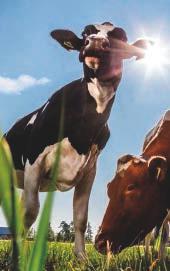 TONKKAPOSTI SYYSKUU 2016 Laadukas Maituri tarjoaa vaihtoehdon myös luomutuotantoon Maituri on tunnetusti varmatoiminen rehusarja tiloille, joilla tavoitellaan lehmien korkeaa elinikäistuotosta.