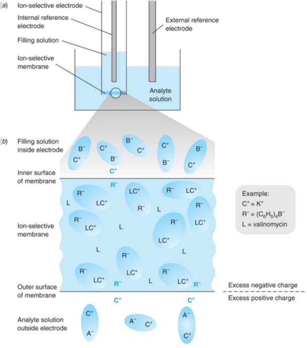 (konsentraatio) liuoksessa potentiaaliero membraanin yli Tyypilliset mitattavat ionit: NH 4, Ca 2, K, NO 3 Ioninvaihtoneste: suuria, veteen