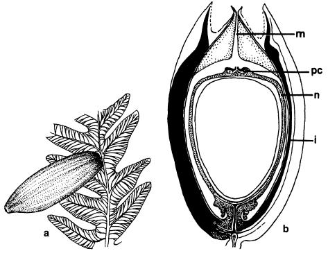 Ensimmäiset siemenkasvit Siemensaniaiset (Lyginopteropsida eli Pteridospermopsida) a Archaeosperma arnoldii: säteettäissymmetrinen ja liuskainen siemenkuori b yksi megaspori ja kolme abortoitunutta