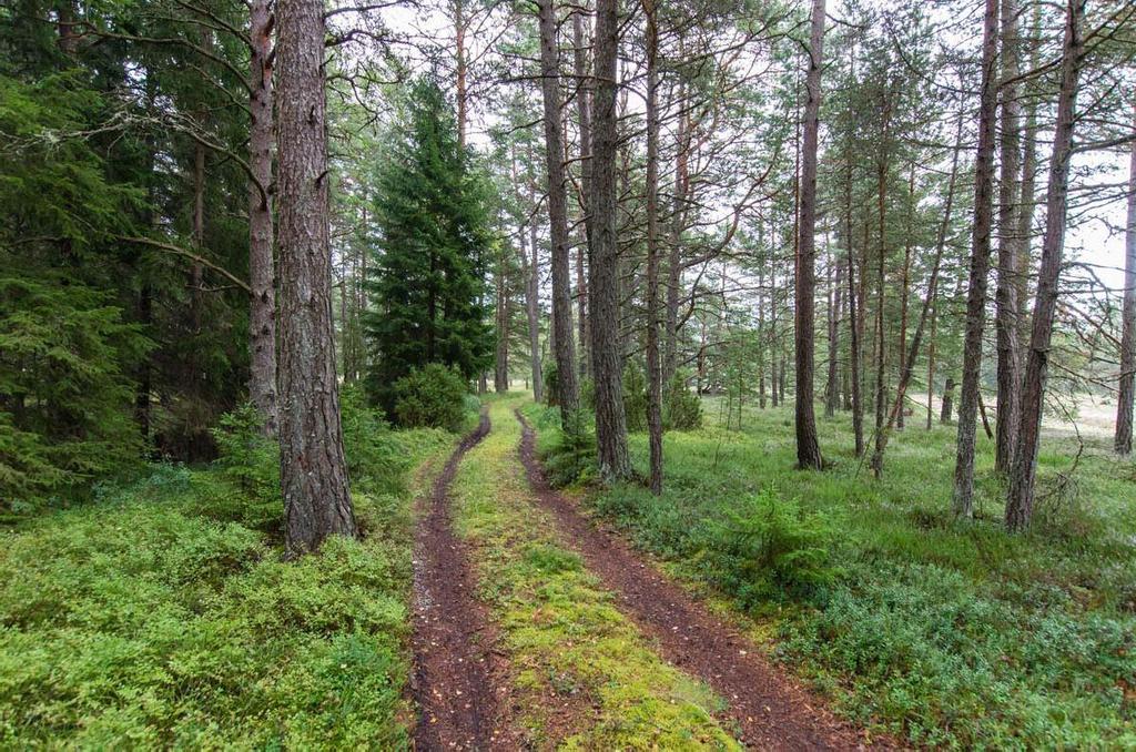 Silvestris luontoselvitys oy Hanko, Buttan luontoselvitys 2016 10 (28) Kuvio 1 0,35 ha Kangasmetsä Mustikkatyypin hiekkapohjainen kangasmetsä, jossa kasvaa varttuneen mäntypuuston lisäksi joitakin