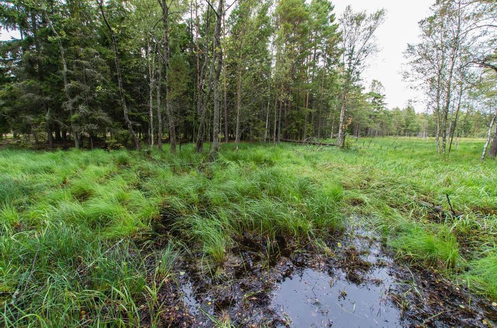 Silvestris luontoselvitys oy Hanko, Buttan luontoselvitys 2016 11 (28) Kuvio 2 0,07 ha Saraluhtaniitty Selvitysalueen ulkopuolisen laajan luhtaisen suon eteläkärki. Kosteikko on saravaltainen.