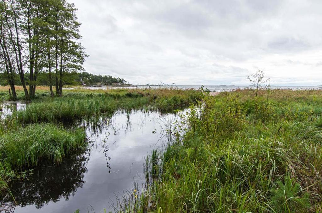 Silvestris luontoselvitys oy Hanko, Buttan luontoselvitys 2016 15 (28) Kuvio 5 0,04 ha Kosteikko Kaivetun ojan purkuvesien muodostama pysyväluonteinen allikko.