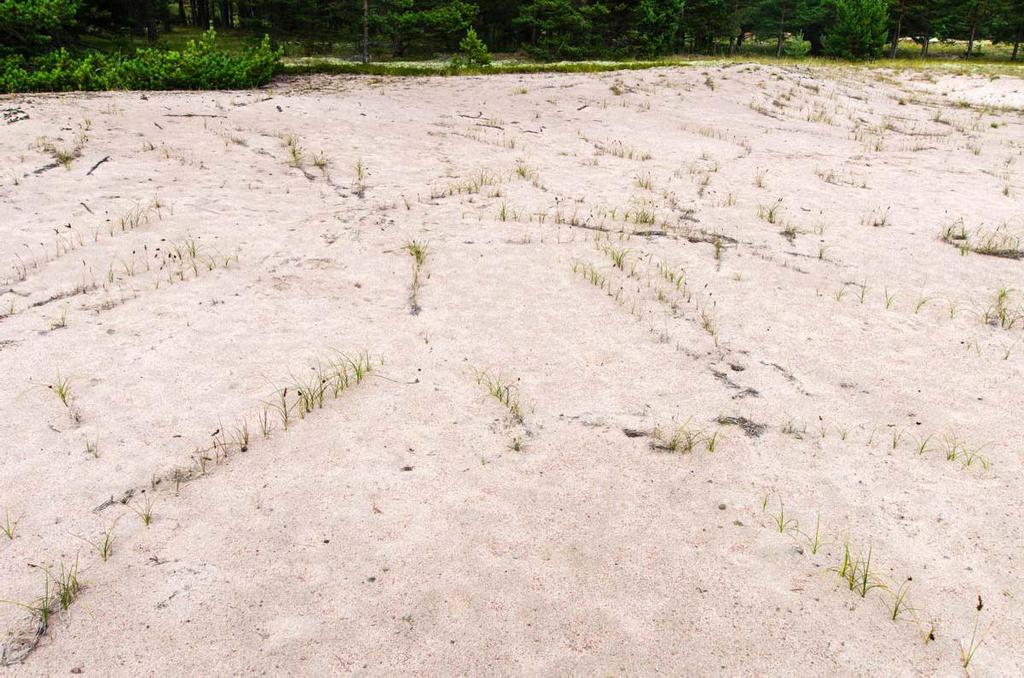 Silvestris luontoselvitys oy Hanko, Buttan luontoselvitys 2016 17 (28) Kuva 7. Silmälläpidettävän hietikkosaran (Carex arenaria) rivistöt ovat kasvaneet täyteen mittaansa vasta elokuussa (kuvio 6).