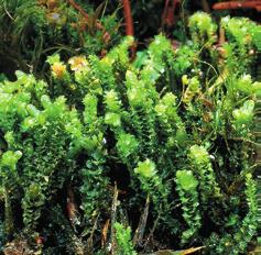 Lätäsenon Hietajoen soidensuojelualueeseen. Koska useimpien esiintymien nykytilaa ei tunneta, tulee se selvittää. Tarvittaessa esiintymät tulee suojella luonnonsuojelualueina. Lophozia cavifolia (H.