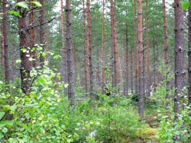 (Etelämäenkeidas 3) Lyhin etäisyys lähimpään tieyhteyteen noin 900 m.