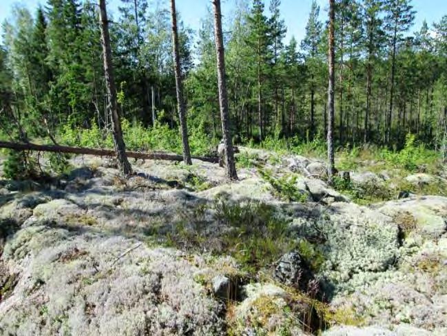 Kalliokohouma on mahdollisesti säästetty hakkuulta metsälain 10 mukaisena vähätuottoisen kalliona, ja rakennuspaikan sijoitus tulisi harkita siten, että kallio
