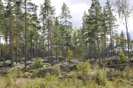 Rakennuspaikka on kalliopohjaista kuivan kankaan mäntyvaltaista metsää, jossa on tehty hiljattain hakkuita.