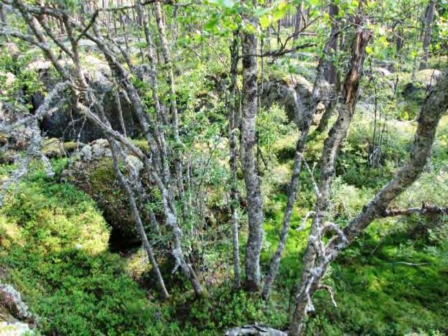 selvästi korkeammalle kohoavalle kallioiselle selänteelle. Vajaatuottoisen kallioalueen valtapuulaji on mänty; puustossa on jonkin verran eri-ikäisyyttä.