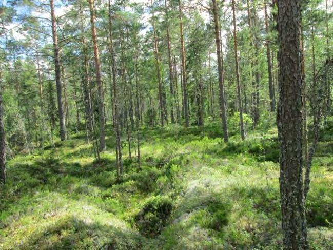 40. (Stormossen E 8) Lyhin etäisyys lähimpään tieyhteyteen noin 200 m. Kohde sijoittuu laajalle, metsäiselle alueelle.